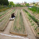 Agroecología en Macastre: Huerta familiar y ecológica