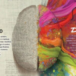 Cerebro: Mitos y Realidades de sus Hemisferios