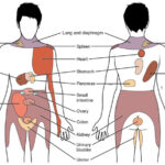 Dolor lumbar derecho: ¿Muscular u orgánico?