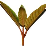 Harungana: Solución Antiacné y Antiedad