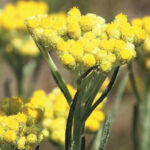 Helicriso italiano: Antiedad y múltiples beneficios