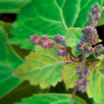 Pachulí: aroma ancestral, usos múltiples