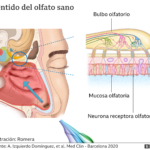 Parosmia: Olores distorsionados, ¿una recuperación posible?