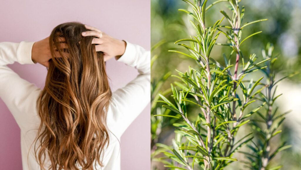 Romero: Secreto para un cabello sano y fuerte