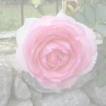 Rosa: Belleza milenaria, poder regenerador