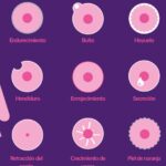 Tamaño Tumoral: Clave en el Cáncer de Mama